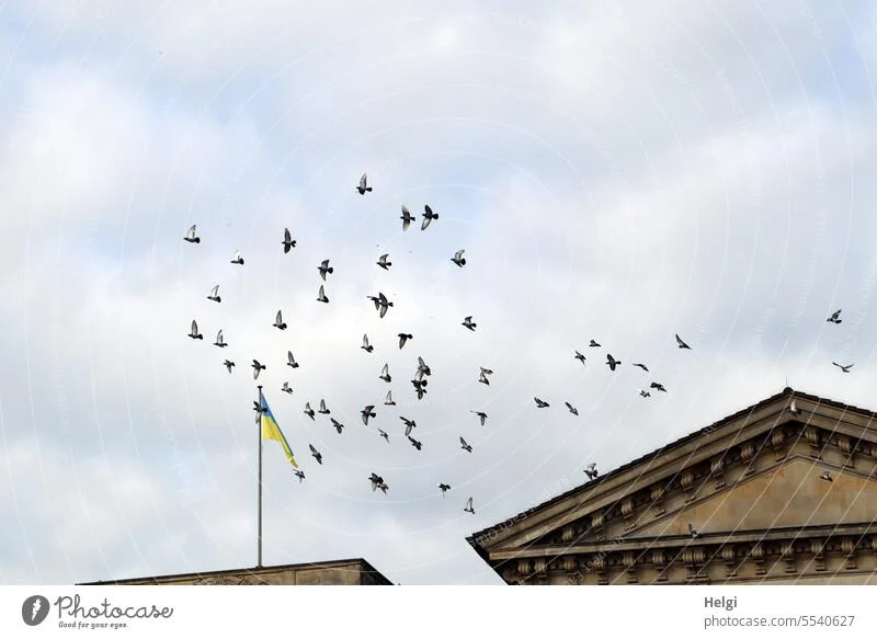5540627-wide-open-spaces-flying-pigeons-over-bremen-rooftops-photocase-stock-photo-large - Toronto Bangla Town | Digital Bangla Weekly Magazine