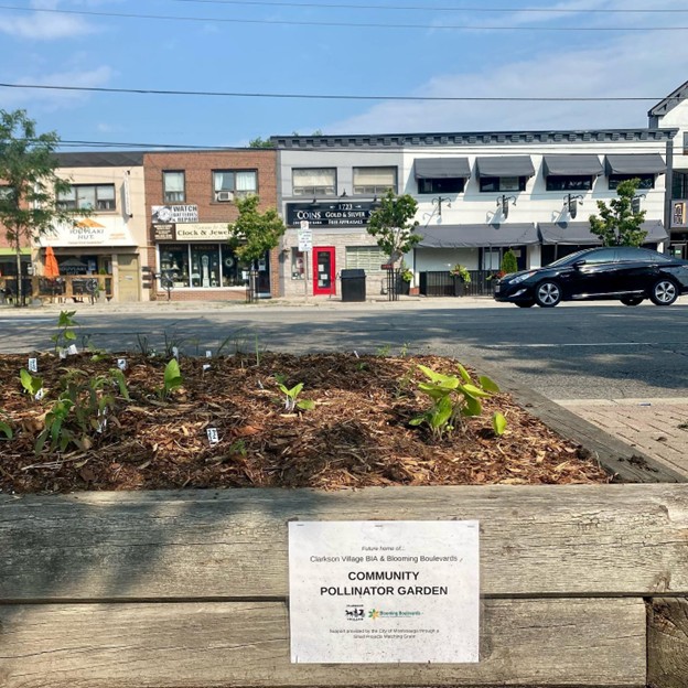 Picture1 - Toronto Bangla Town | Digital Bangla Weekly Magazine Wooden planter box labeled Community Pollinator Garden on a sidewalk, with young plants and mulch; a row of storefronts and a black car passing by on the street behind.