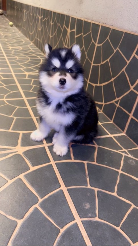 Picture4 - Toronto Bangla Town | Digital Bangla Weekly Magazine Fluffy black and white puppy (Husky) sitting on a patterned tiled floor, looking at the camera, indoors.